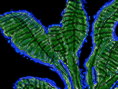 graphic of banana tree with blue outline on black background